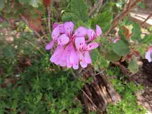 Oakleaf garden geranium(Pelargonium panduriforme)