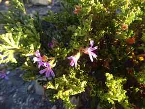 Oakleaf geranium(Pelargonium quercifolium)