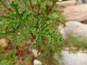 Oakleaf geranium(Pelargonium quercifolium)