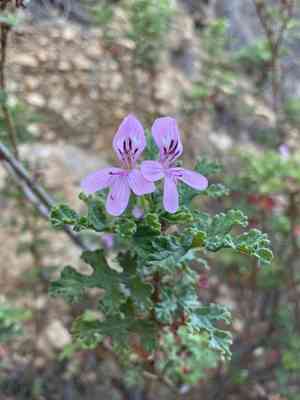 Oakleaf geranium(Pelargonium quercifolium)