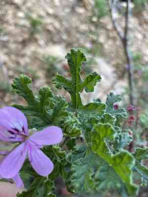 Oakleaf geranium(Pelargonium quercifolium)