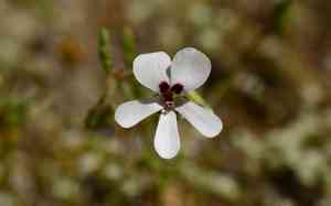 Pelargonium senecioides(Pelargonium senecioides)