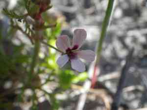 Pelargonium senecioides(Pelargonium senecioides)