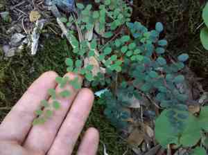 Coffee cliffbrake(Pellaea andromedifolia)