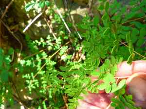 Coffee cliffbrake(Pellaea andromedifolia)