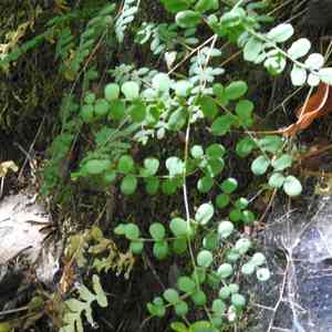 Coffee cliffbrake(Pellaea andromedifolia)