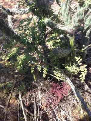 Coffee cliffbrake(Pellaea andromedifolia)