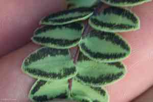 Bridges' cliffbrake(Pellaea bridgesii)