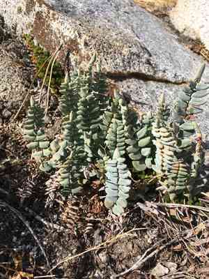 Bridges' cliffbrake(Pellaea bridgesii)