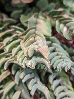 Bridges' cliffbrake(Pellaea bridgesii)