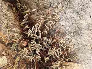Bridges' cliffbrake(Pellaea bridgesii)