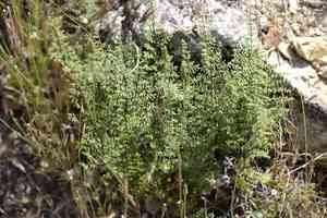 California cliffbrake(Pellaea mucronata)