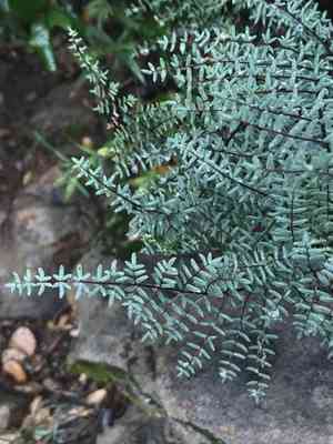 California cliffbrake(Pellaea mucronata)