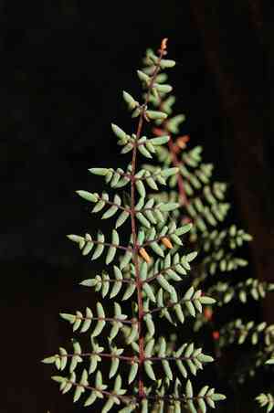 California cliffbrake(Pellaea mucronata)