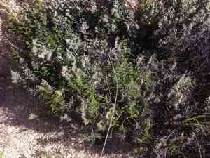 California cliffbrake(Pellaea mucronata)