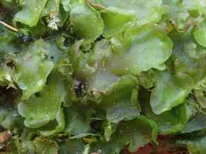 Ring pellia(Pellia neesiana)