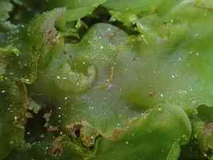 Ring pellia(Pellia neesiana)