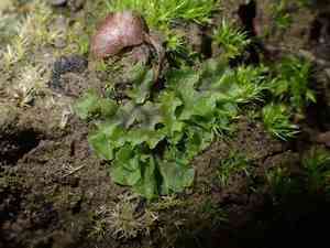 Ring pellia(Pellia neesiana)