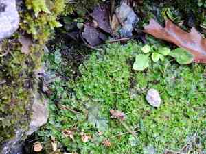 Ring pellia(Pellia neesiana)
