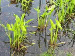 Green arrow arum(Peltandra virginica)