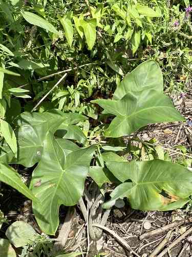 Green arrow arum(Peltandra virginica)