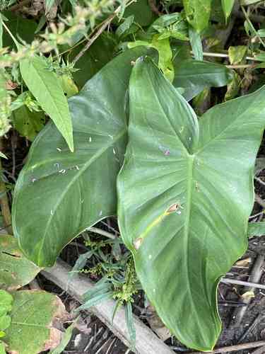 Green arrow arum(Peltandra virginica)