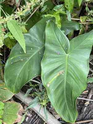 Green arrow arum(Peltandra virginica)