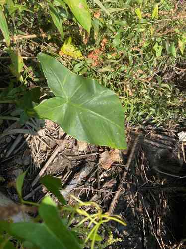 Green arrow arum(Peltandra virginica)