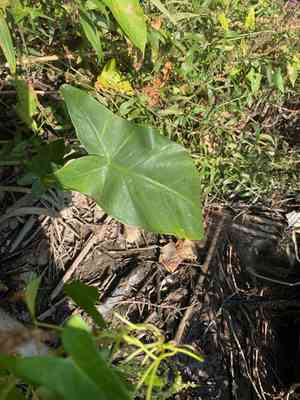 Green arrow arum(Peltandra virginica)