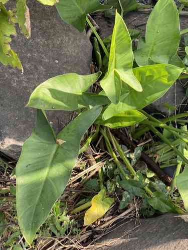 Green arrow arum(Peltandra virginica)