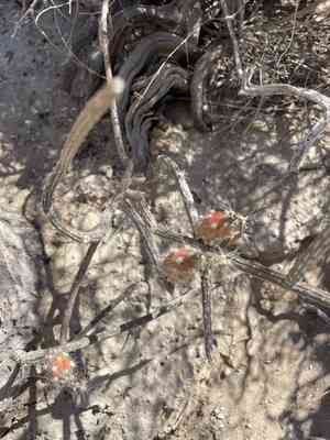 Gearstem cactus(Peniocereus striatus)