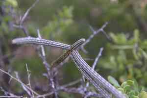 Gearstem cactus(Peniocereus striatus)