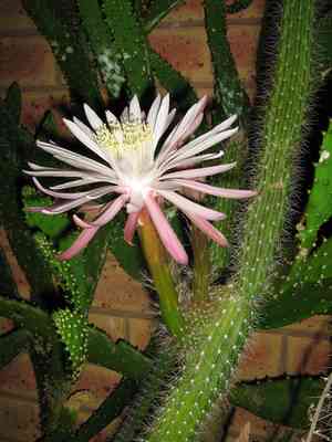 Queen of the night (Peniocereus)(Peniocereus)