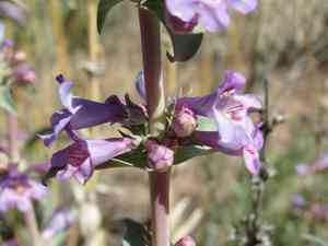 Broadbeard beardtongue(Penstemon angustifolius)