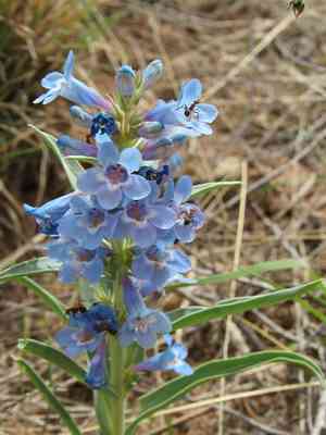 Broadbeard beardtongue(Penstemon angustifolius)