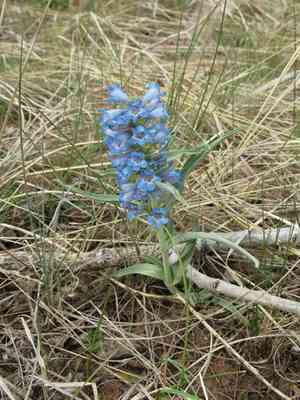 Broadbeard beardtongue(Penstemon angustifolius)