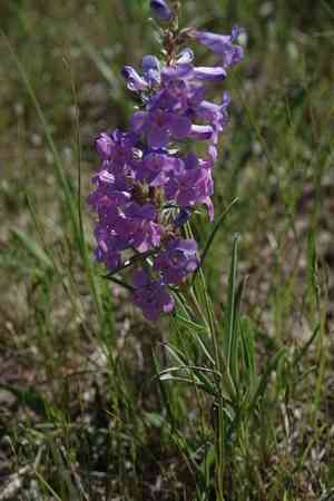 Broadbeard beardtongue(Penstemon angustifolius)