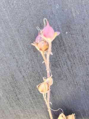 Baccharisleaf beardtongue(Penstemon baccharifolius)