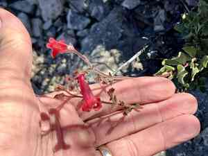 Baccharisleaf beardtongue(Penstemon baccharifolius)