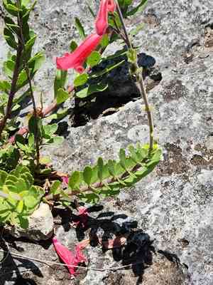Baccharisleaf beardtongue(Penstemon baccharifolius)
