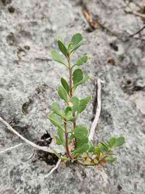 Baccharisleaf beardtongue(Penstemon baccharifolius)