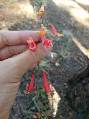 Beardlip penstemon(Penstemon barbatus)
