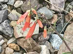Beardlip penstemon(Penstemon barbatus)