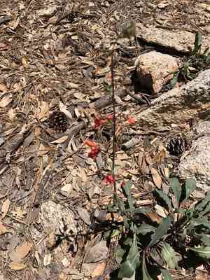 Beardlip penstemon(Penstemon barbatus)