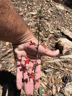 Beardlip penstemon(Penstemon barbatus)