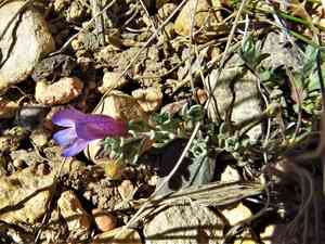 Mat penstemon(Penstemon caespitosus)