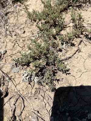 Mat penstemon(Penstemon caespitosus)