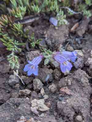 Mat penstemon(Penstemon caespitosus)