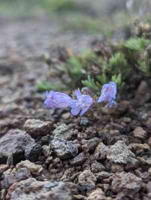 Mat penstemon(Penstemon caespitosus)