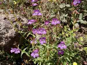 Bellflower beardtongue(Penstemon campanulatus)